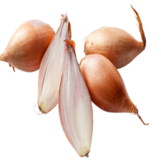 Échalote