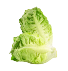Sucrine Salade