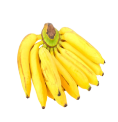 Banane Cavendish