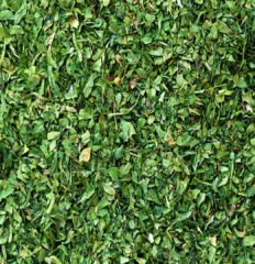 Feuille De Persil 100g